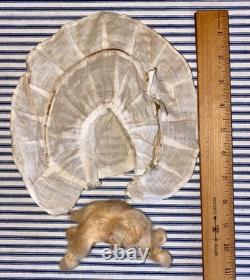 C. 1900 Factory Original 15 Floradora Doll, Armand Marseille German Bisque Head