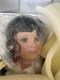 Danbury Mint Isabel Porcelain Doll Latin Collection Coa 18 Vhtf Rare Vintage